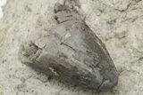 Crocodyliform (Goniopholidid) Tooth & Scute - Colorado #222453-3
